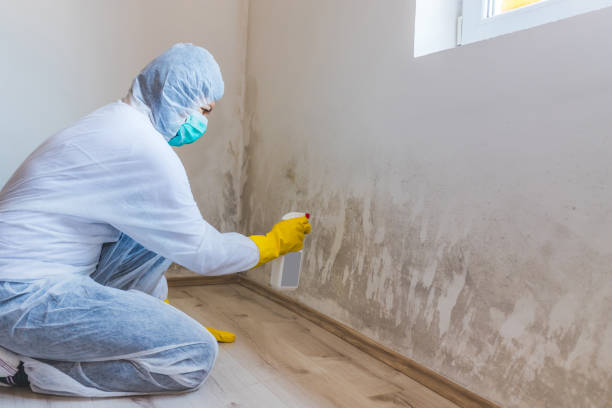 Licensed Black Mold Remediation service in Lutz, FL - 24 Hour Mold Removal