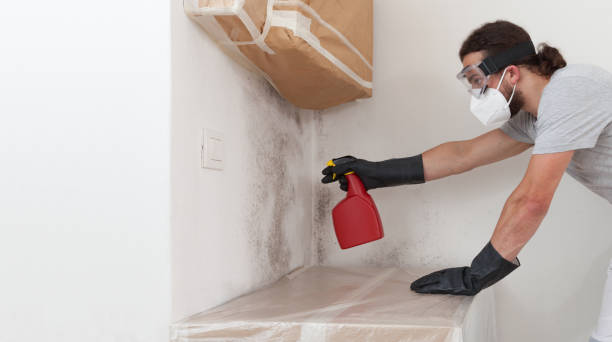 Professional Black Mold Remediation technician working in Lutz, FL