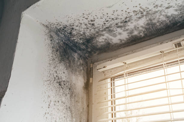 Affordable Black Mold Remediation solutions in Lutz, FL